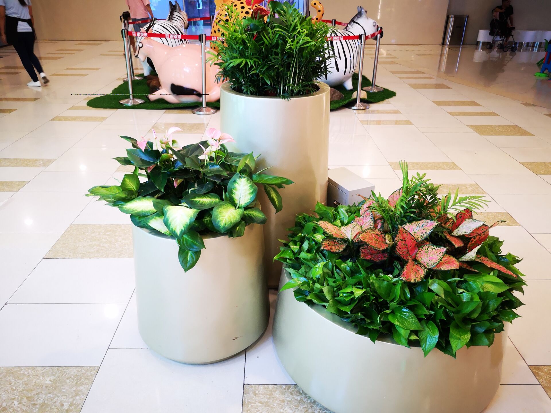 寧波綠植租賃：辦公室里面的綠植為什么會(huì)發(fā)黃
